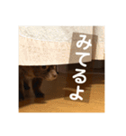 チワワのタオくん（個別スタンプ：4）