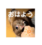 チワワのタオくん（個別スタンプ：5）