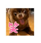 チワワのタオくん（個別スタンプ：8）