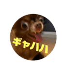 チワワのタオくん（個別スタンプ：9）