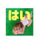 チワワのタオくん（個別スタンプ：11）