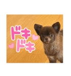 チワワのタオくん（個別スタンプ：14）