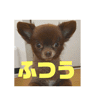 チワワのタオくん（個別スタンプ：15）