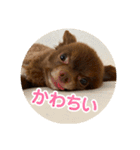 チワワのタオくん（個別スタンプ：17）