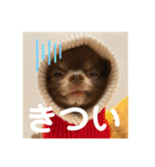 チワワのタオくん（個別スタンプ：18）