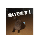 チワワのタオくん（個別スタンプ：19）