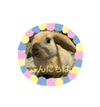 ロップイヤーのひと言（個別スタンプ：1）