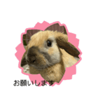 ロップイヤーのひと言（個別スタンプ：7）
