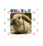 ロップイヤーのひと言（個別スタンプ：9）