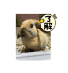 ロップイヤーのひと言（個別スタンプ：10）