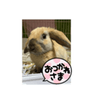 ロップイヤーのひと言（個別スタンプ：11）