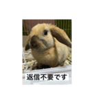 ロップイヤーのひと言（個別スタンプ：12）