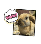 ロップイヤーのひと言（個別スタンプ：26）