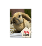 ロップイヤーのひと言（個別スタンプ：28）