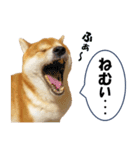 ぼくは柴犬のアキ！【修正版】（個別スタンプ：14）