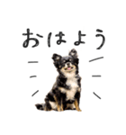 うちの かわいいこちゃん（個別スタンプ：1）