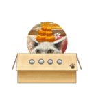 猫スタンプ*日常*（個別スタンプ：1）