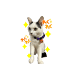猫スタンプ*日常*（個別スタンプ：3）