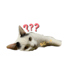 猫スタンプ*日常*（個別スタンプ：6）