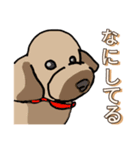 トイ・プードルのてんこちゃん（個別スタンプ：3）