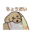 トイ・プードルのてんこちゃん（個別スタンプ：5）