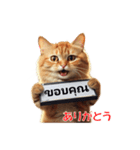 かわいい猫のメッセージ：タイ語と日本語（個別スタンプ：1）