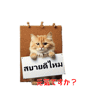 かわいい猫のメッセージ：タイ語と日本語（個別スタンプ：3）