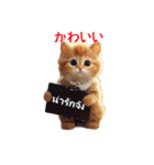 かわいい猫のメッセージ：タイ語と日本語（個別スタンプ：14）