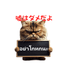 かわいい猫のメッセージ：タイ語と日本語（個別スタンプ：15）