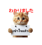 かわいい猫のメッセージ：タイ語と日本語（個別スタンプ：20）