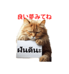 かわいい猫のメッセージ：タイ語と日本語（個別スタンプ：31）