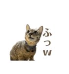 ねおりん《使いやすい》（個別スタンプ：18）