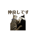 ねおりん《使いやすい》（個別スタンプ：20）