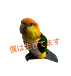 シロハラまっくん（個別スタンプ：1）