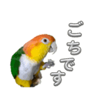 シロハラまっくん（個別スタンプ：7）