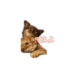 麗生ときなこ（個別スタンプ：8）