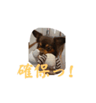 麗生ときなこ（個別スタンプ：13）