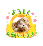 麗生ときなこ（個別スタンプ：21）