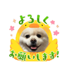 ちょこっとレフラースタンプ（個別スタンプ：5）