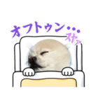 ちょこっとレフラースタンプ（個別スタンプ：6）