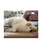 ちょこっとレフラースタンプ（個別スタンプ：7）