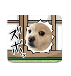 ちょこっとレフラースタンプ（個別スタンプ：8）