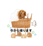 カニンヘンダックスフンドのミラ2（個別スタンプ：11）