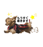 カニンヘンダックスフンドのミラ2（個別スタンプ：12）