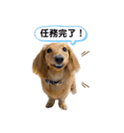 カニンヘンダックスフンドのミラ2（個別スタンプ：22）