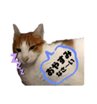 M家のネコ〜実写にゃん〜（個別スタンプ：3）