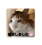 M家のネコ〜実写にゃん〜（個別スタンプ：16）