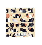 いろいろな猫ちゃんスタンプ（個別スタンプ：13）