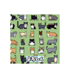 いろいろな猫ちゃんスタンプ（個別スタンプ：16）