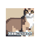 いろいろな猫ちゃんスタンプ（個別スタンプ：17）